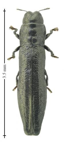 Aphanisticus elongatus